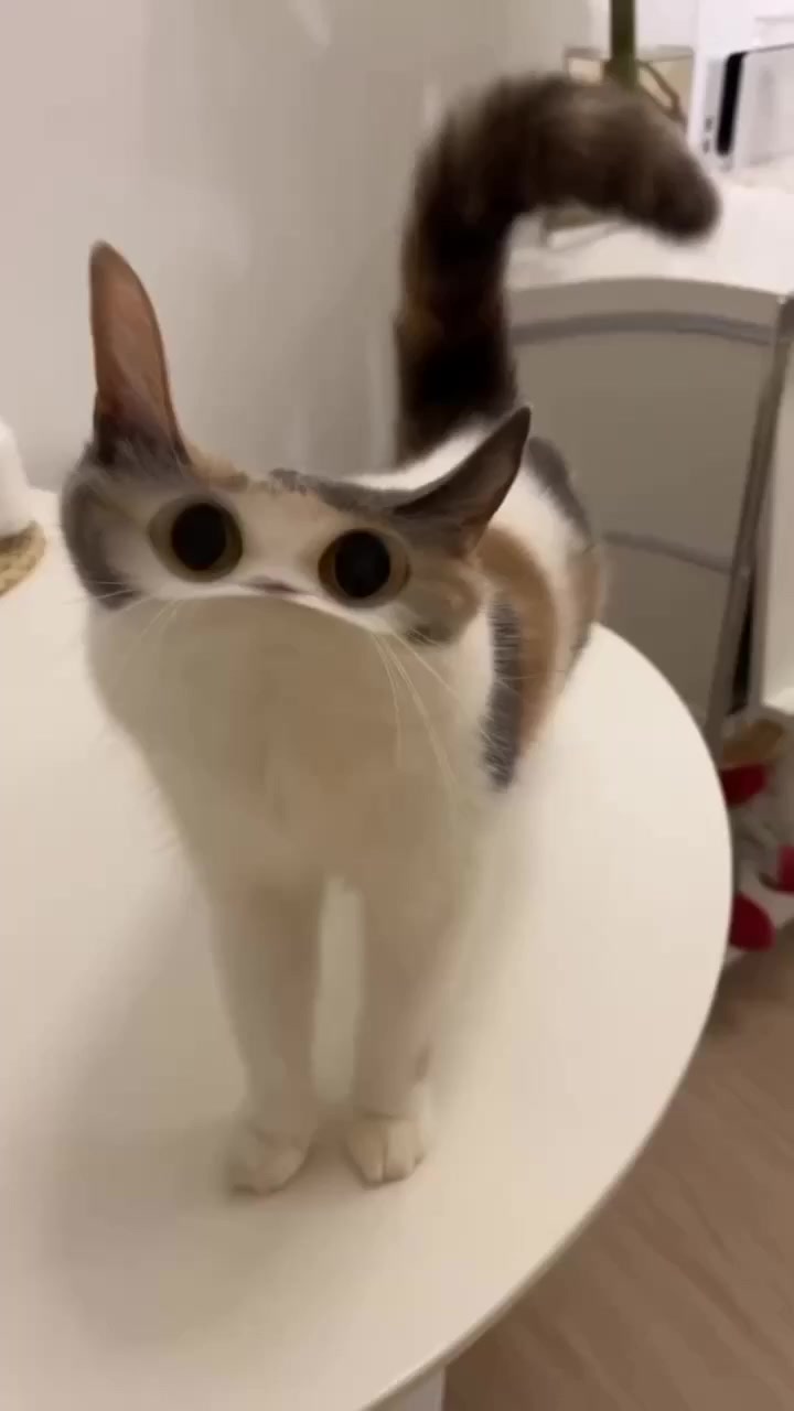 Мяу