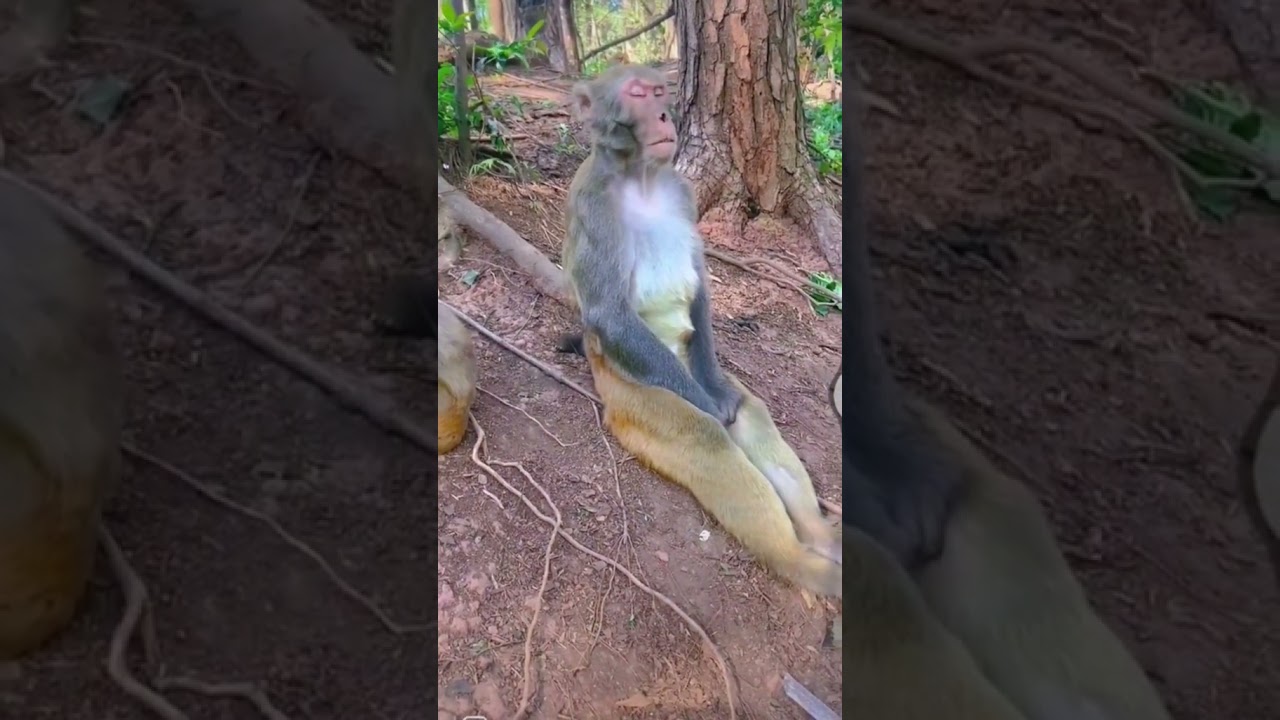 Monkey Sleep