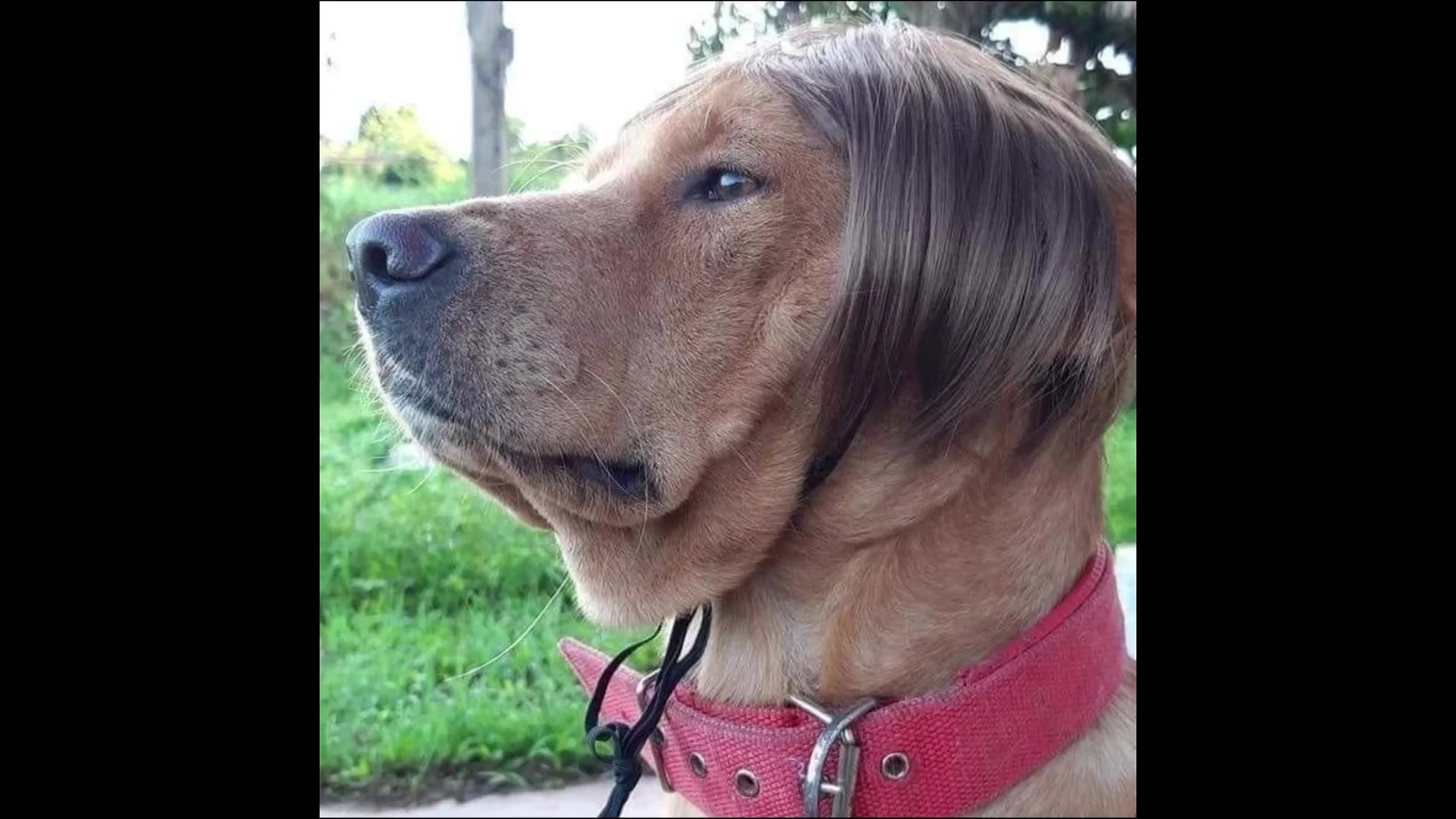 Это не парик