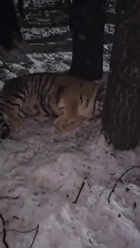 На западе завирусилось видео с бесстрашной девушкой, которая кормит упитанную тигрицу