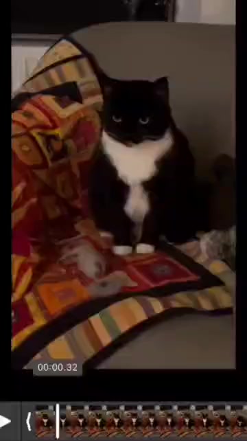 Система Кот