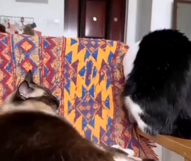 Кот, который не знает, что такое манеры