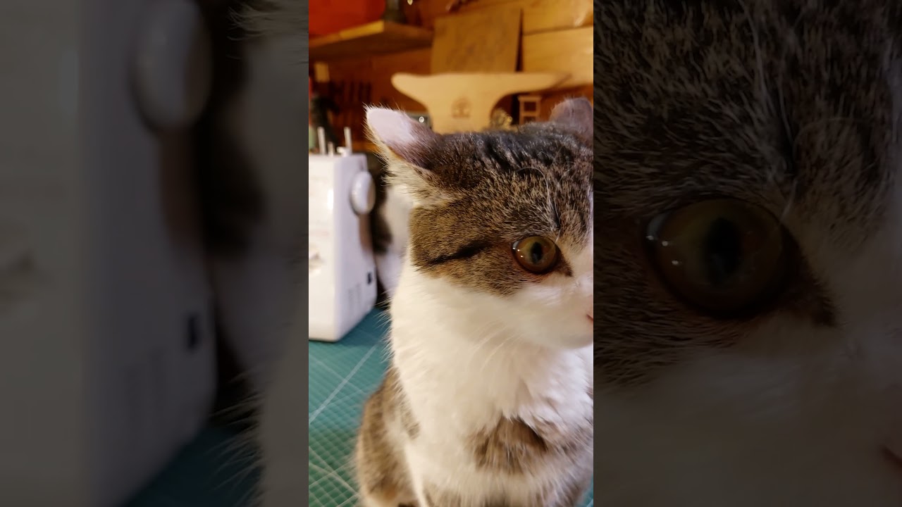 Кот Георгий