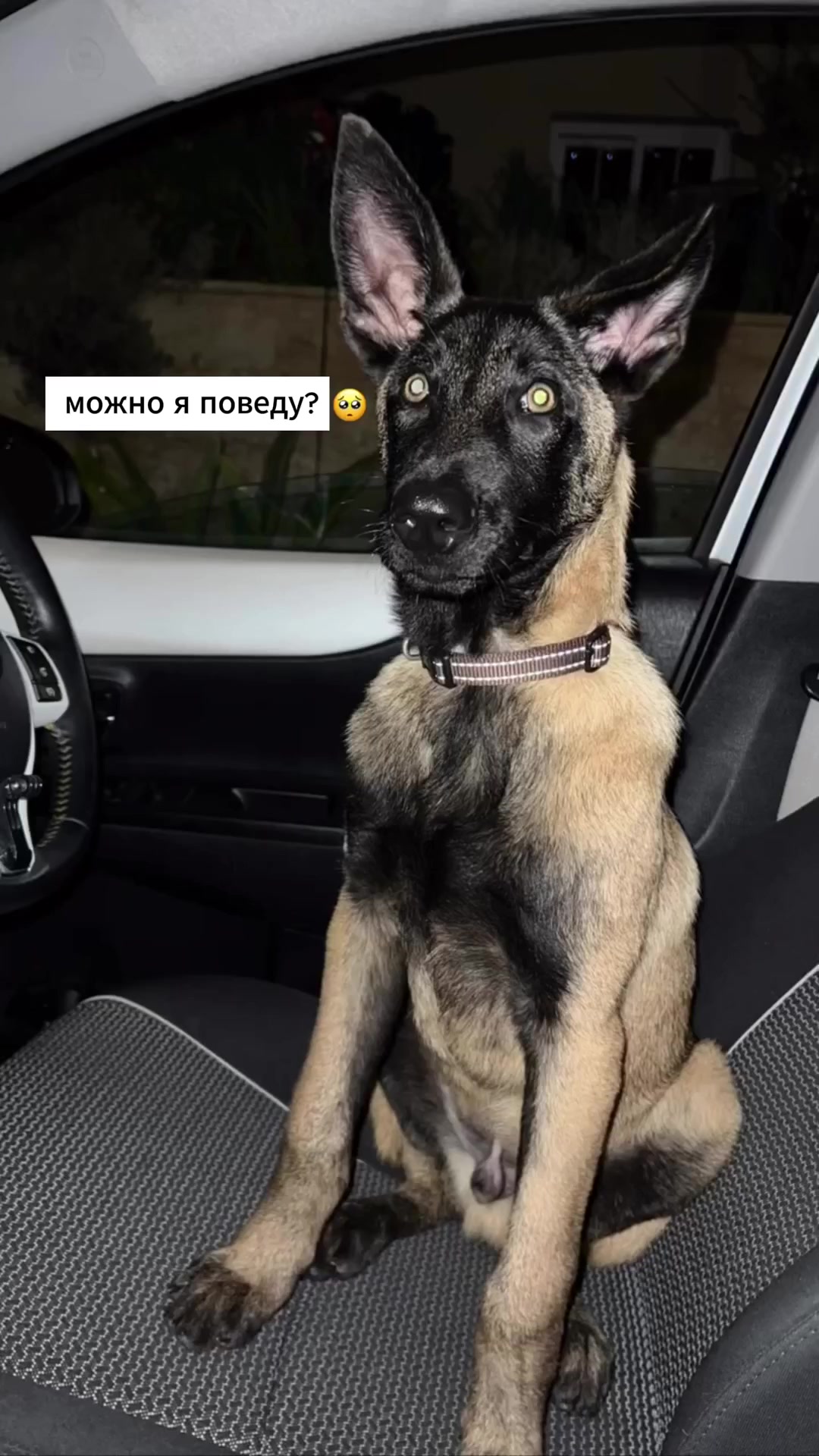 Веселая поездка