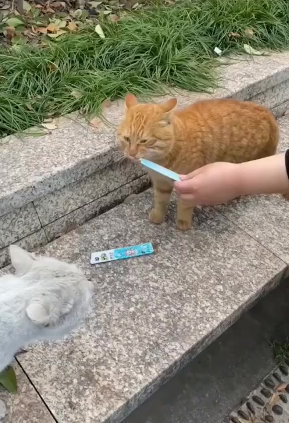 Война войной, а обед по расписанию