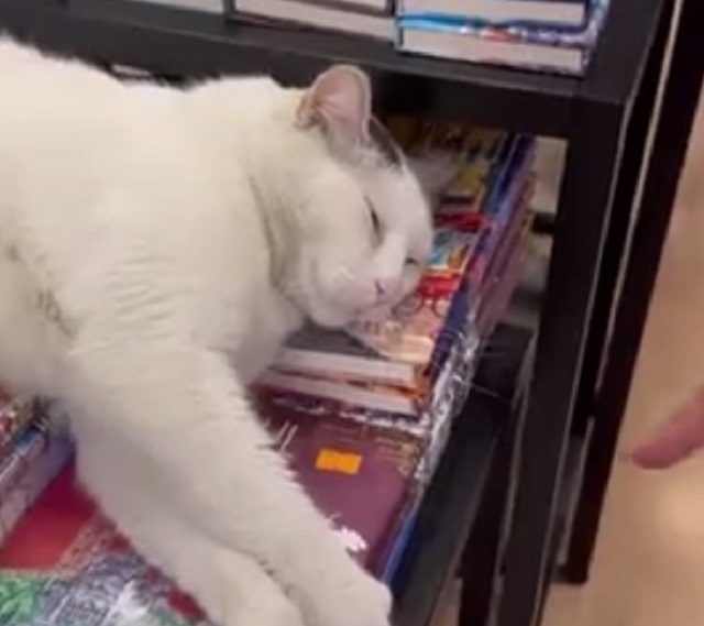 Кот не дает купить книгу