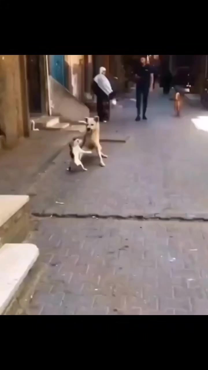 Драка между котом и собакой