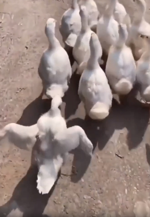 Все гуси как гуси, а я суперзвезда