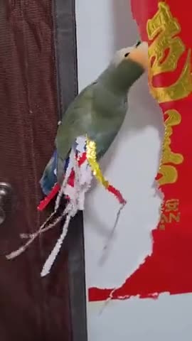 Когда в душе ты павлин