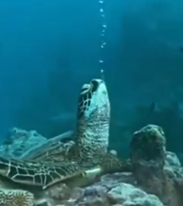 Морская черепаха спит