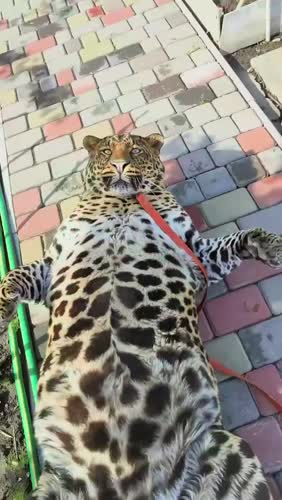 В сети вирусится видео с домашним леопардом