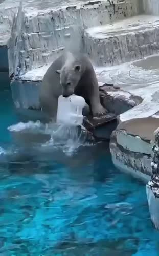 Медведь дурачится