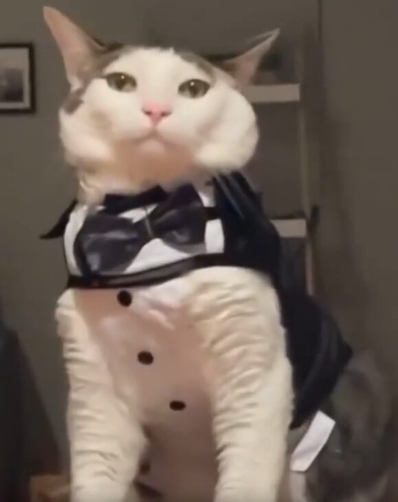 Фотогеничный кот