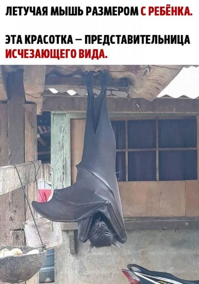 Мемы