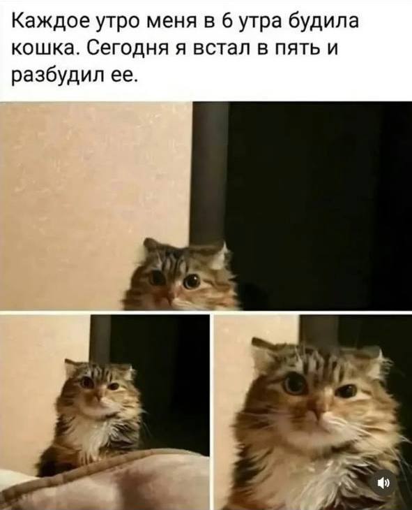 Мемы