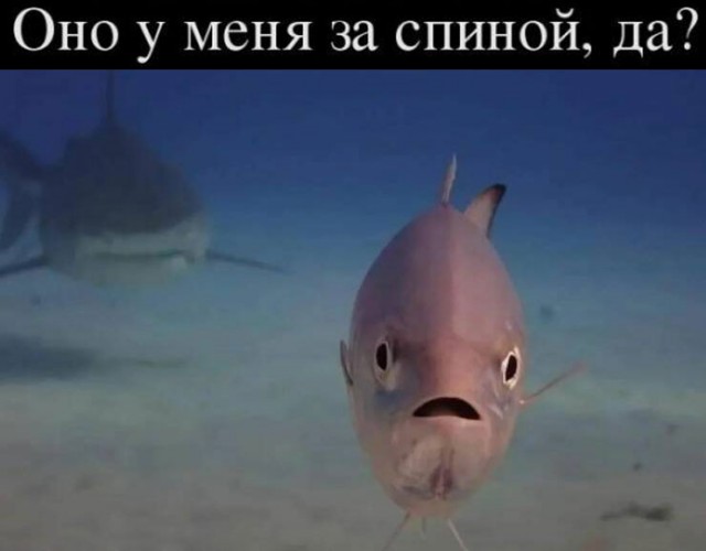 Мемы