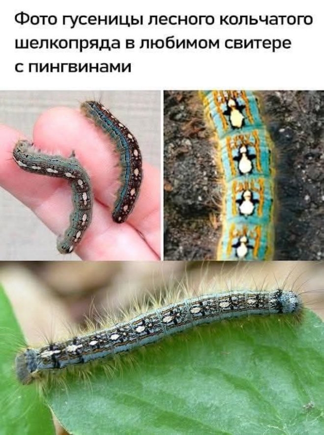 Мемы