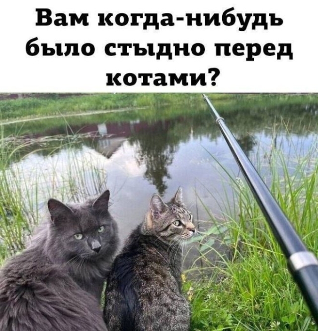 Мемы