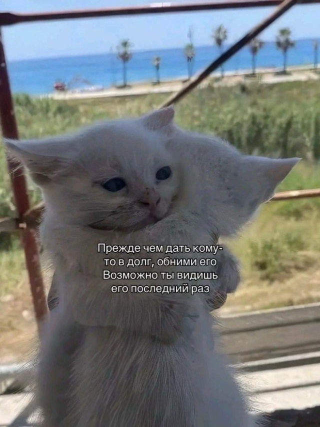 Мемы