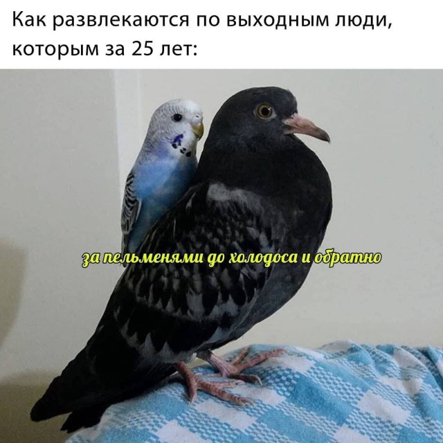 Веселые картинки