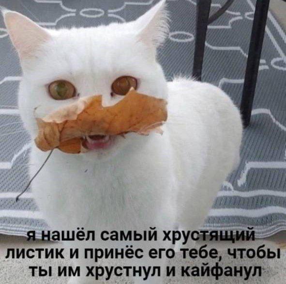 🎉 Большой сборник шуток в смешных картинках и мемах! 😂