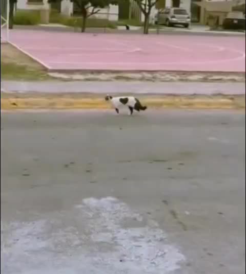 Этот котик дарит всем любовь!