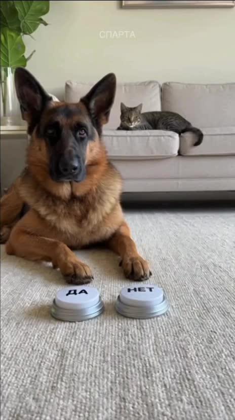 Когда решил кострировать барсика