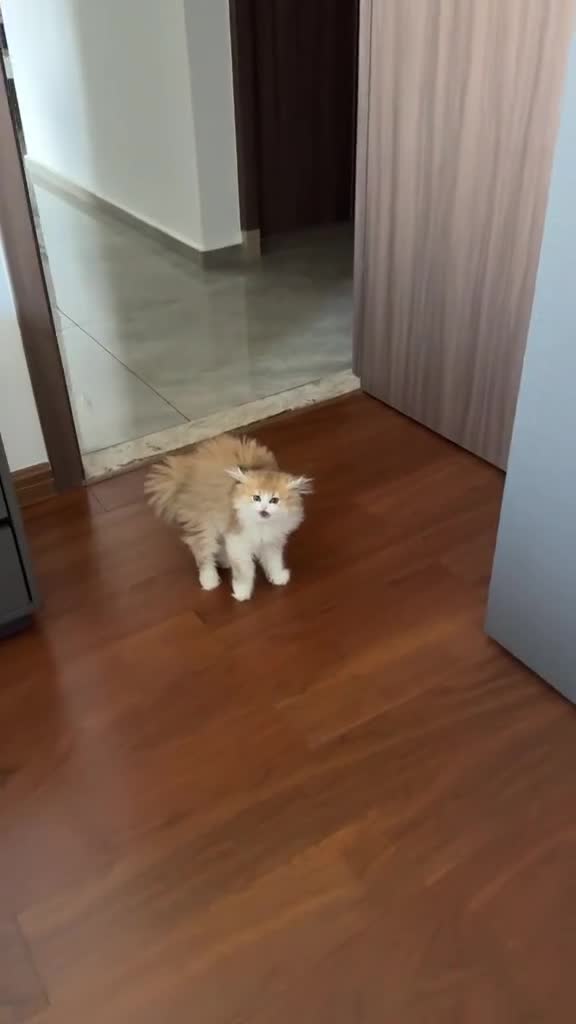 Реакция котёнка, который впервые увидел хозяйку с новой стрижкой