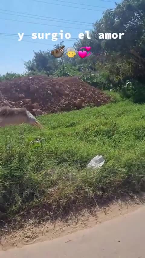 Неторопливо, но с размахом: ленивец пересек дорогу под музыку из Титаника