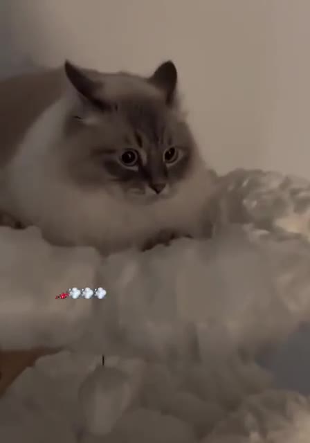 Коты днём vs Коты ночью: готовьтесь к разоблачению двойной жизни!