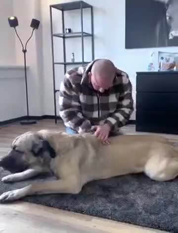 Мануальщика для собак видели?