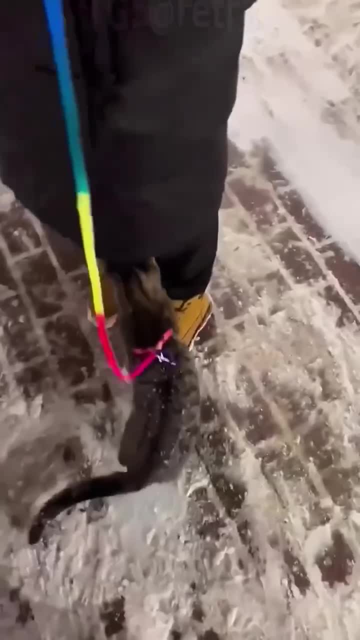 Когда твой котик нагулялся по улице