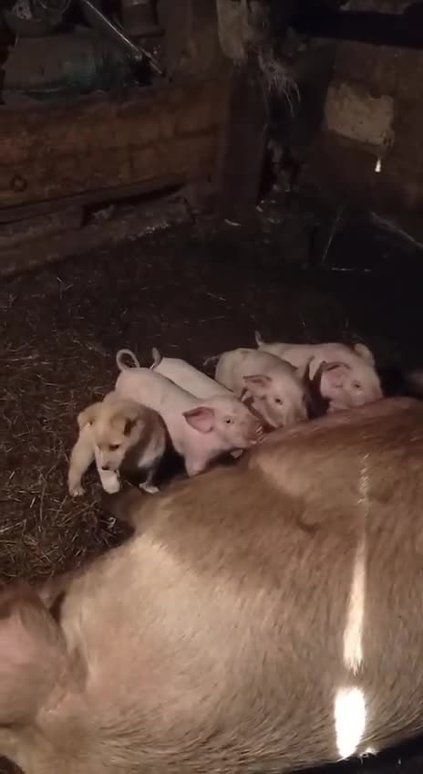 Свой среди чужих