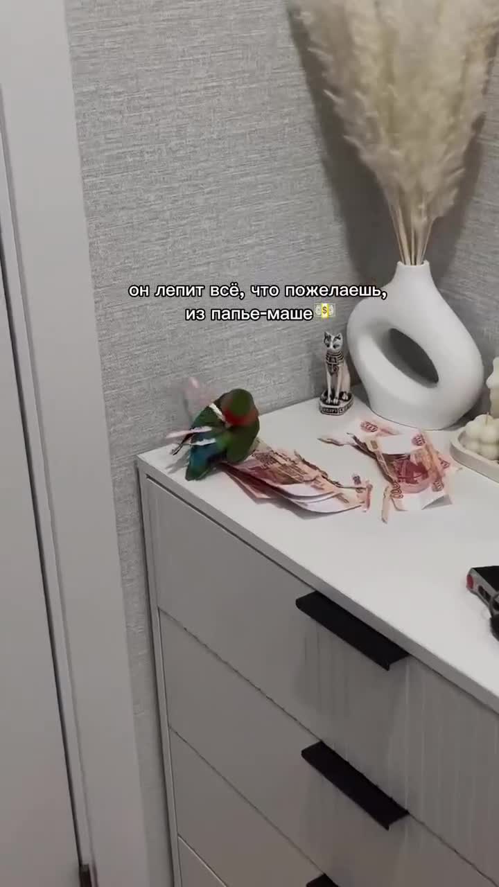 Попугай сделал себе перья из пятитысячных купюр