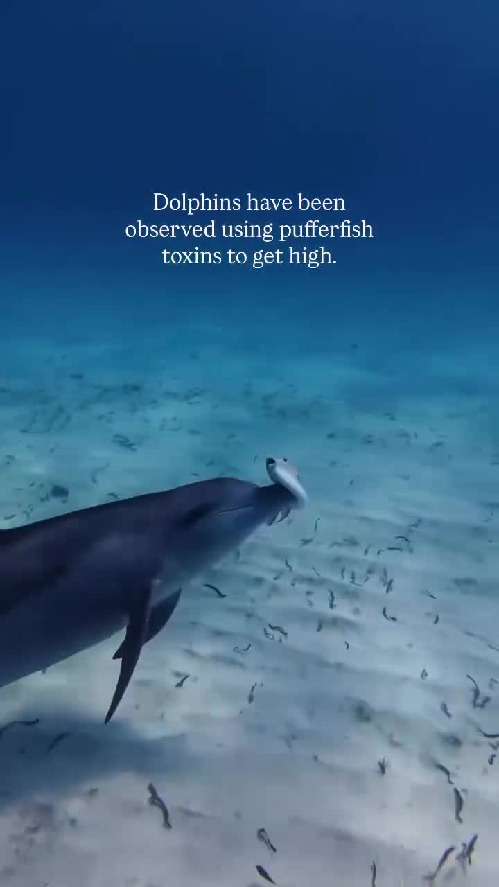 Дельфины — коллективные наркоманы. Они собираются в стаи и устраивают нарко-трипы с помощью ядовитой рыбы фугу