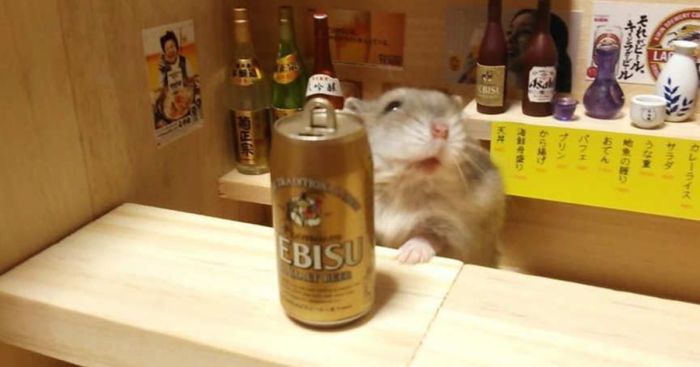 Найдено животное, способное пить и не пьянеть